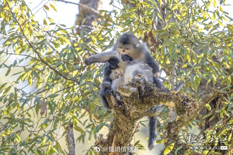 昆明信息港微博