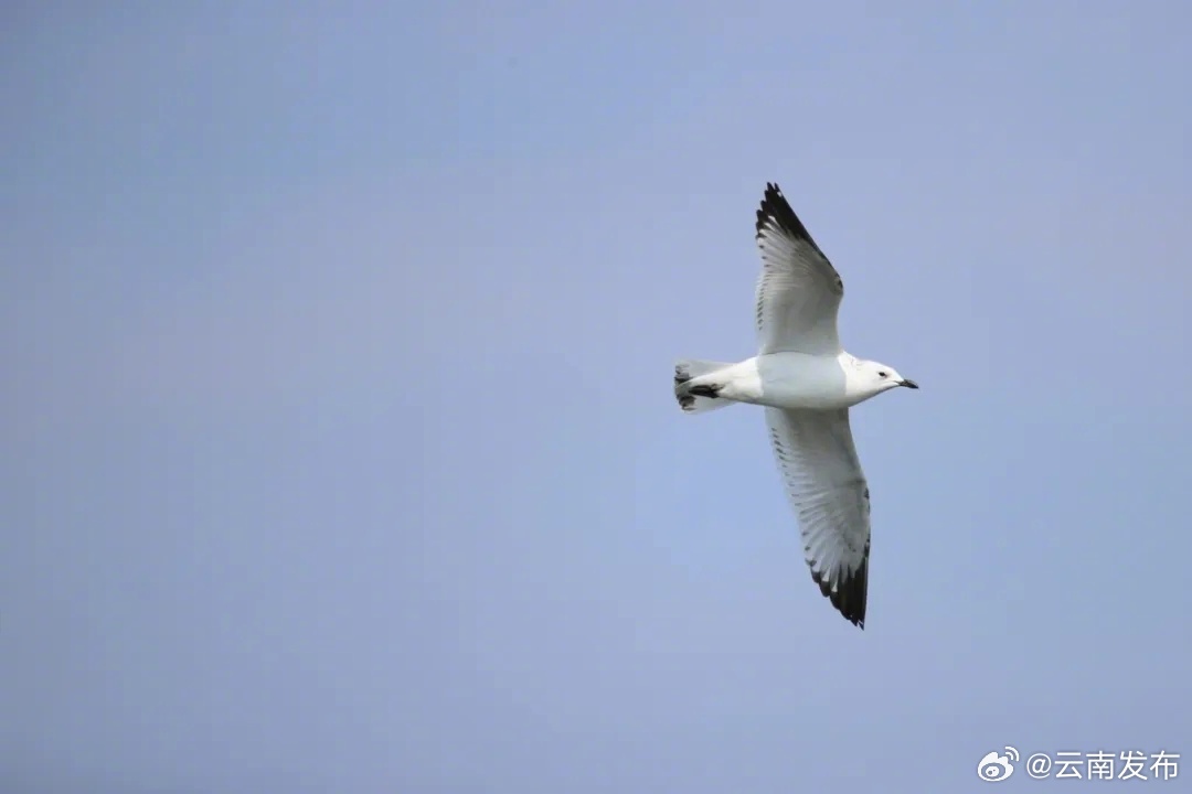 罕见!云南间隔48年再次记录到遗鸥