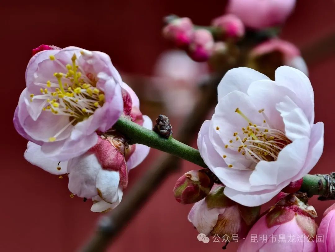 昆明市黑龙潭公园