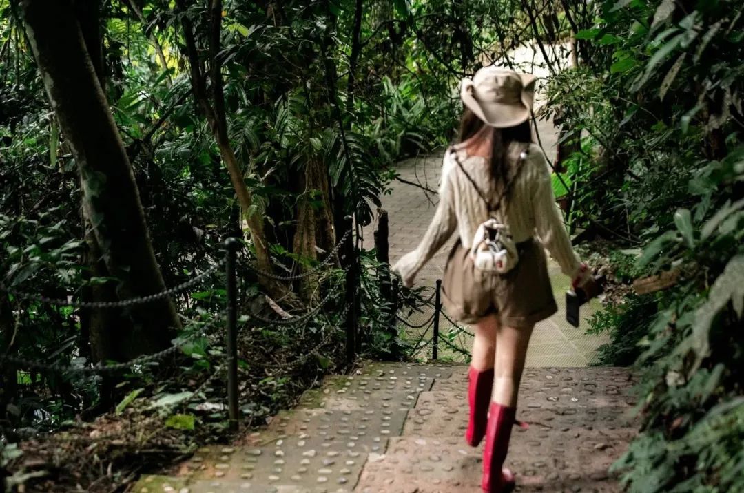 西双版纳望天树景区