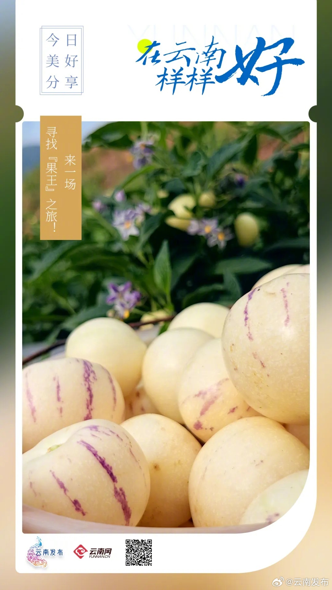 来一场寻找“果王”之旅！