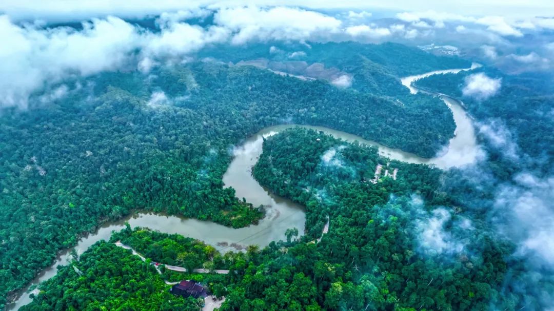 西双版纳望天树景区