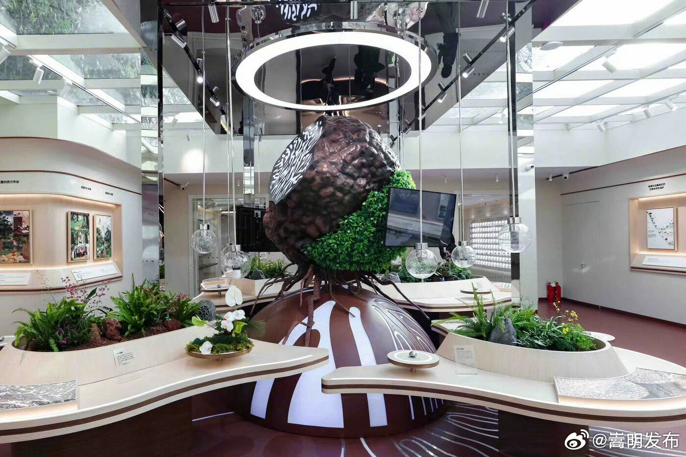 全国首个高山松露博物馆落地昆明