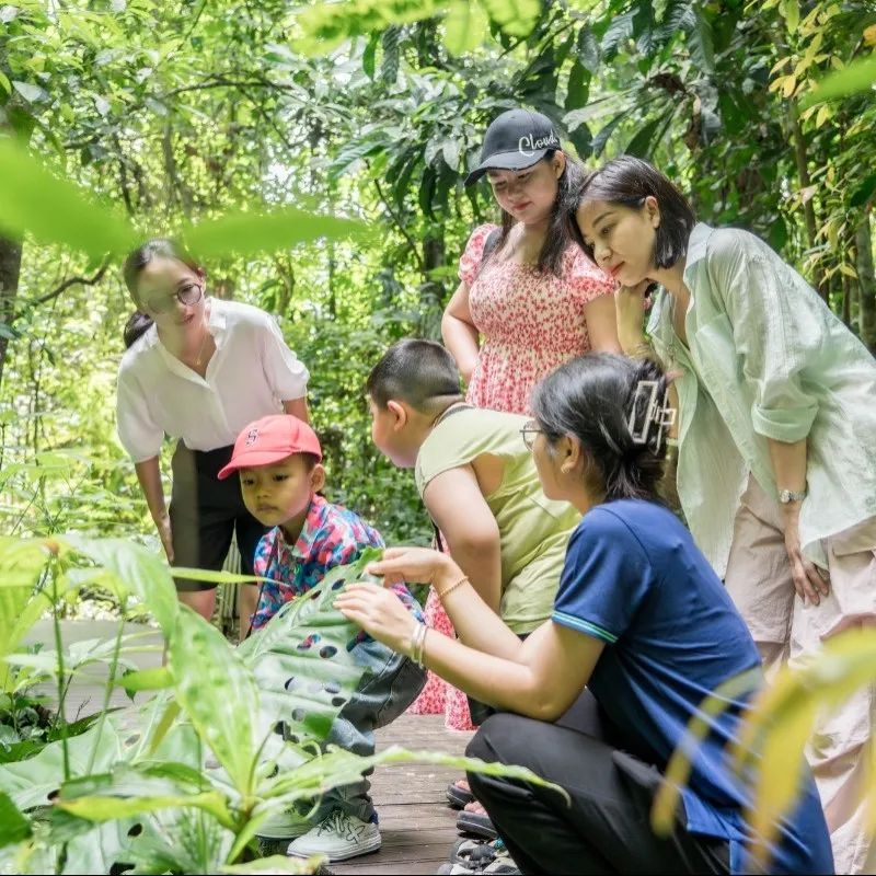 西双版纳望天树景区