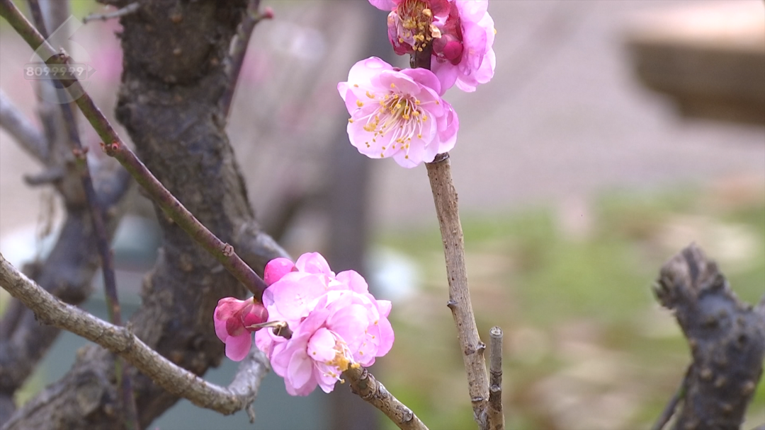 8099999街头巷尾微信