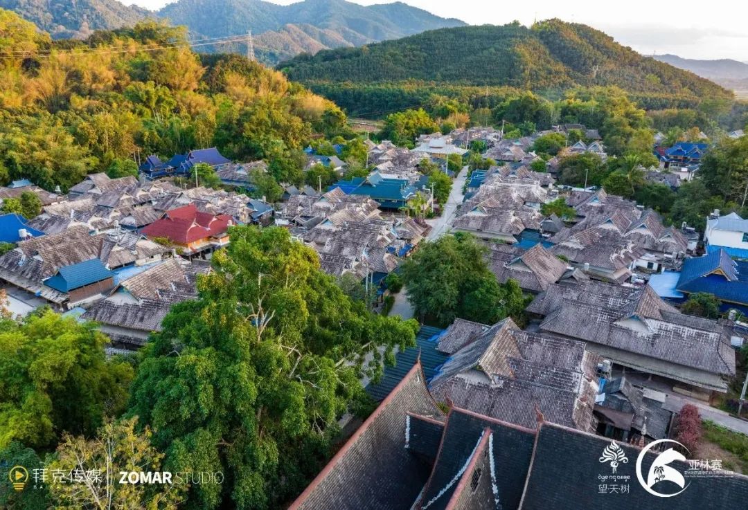 西双版纳望天树景区