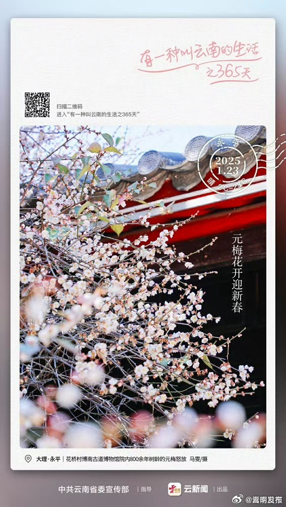 800余年古梅开新花——有一种叫云南的生活之365天 