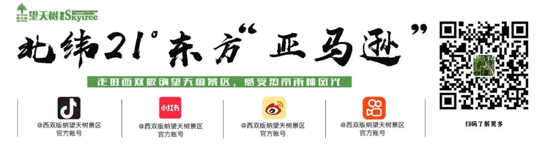 西双版纳望天树景区