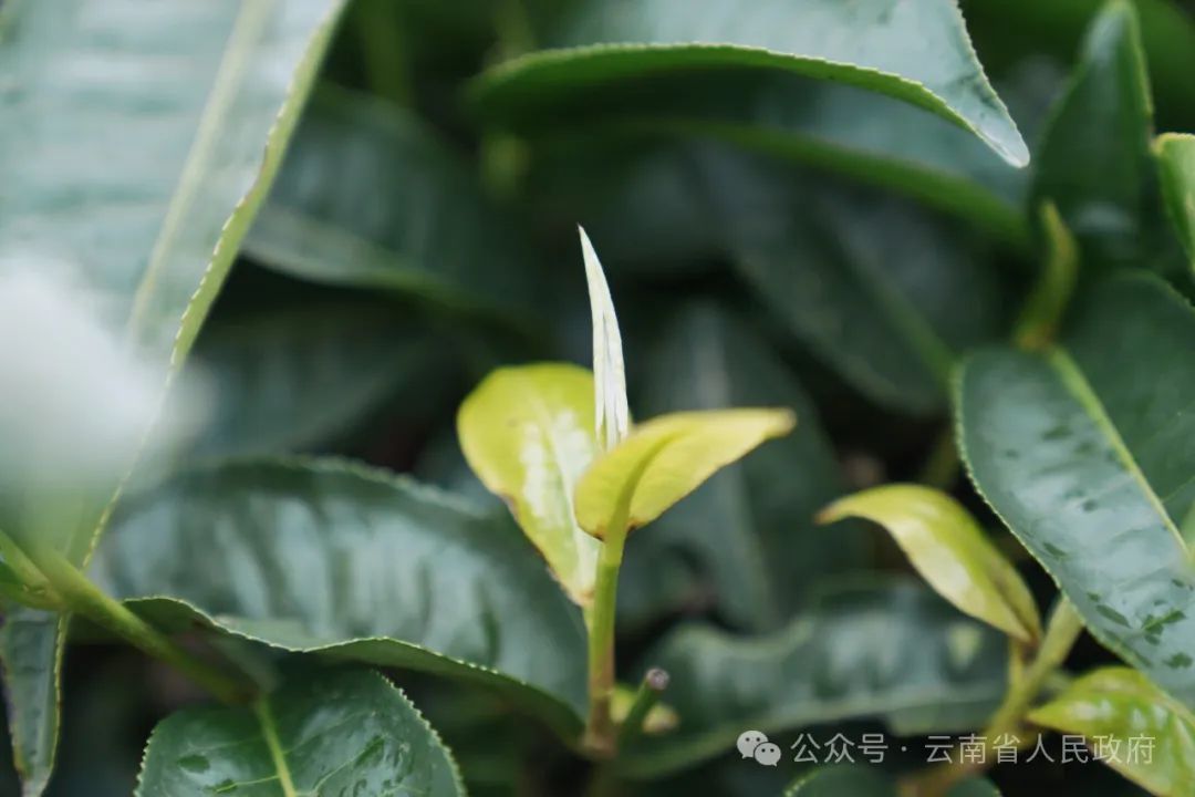 云南省人民政府