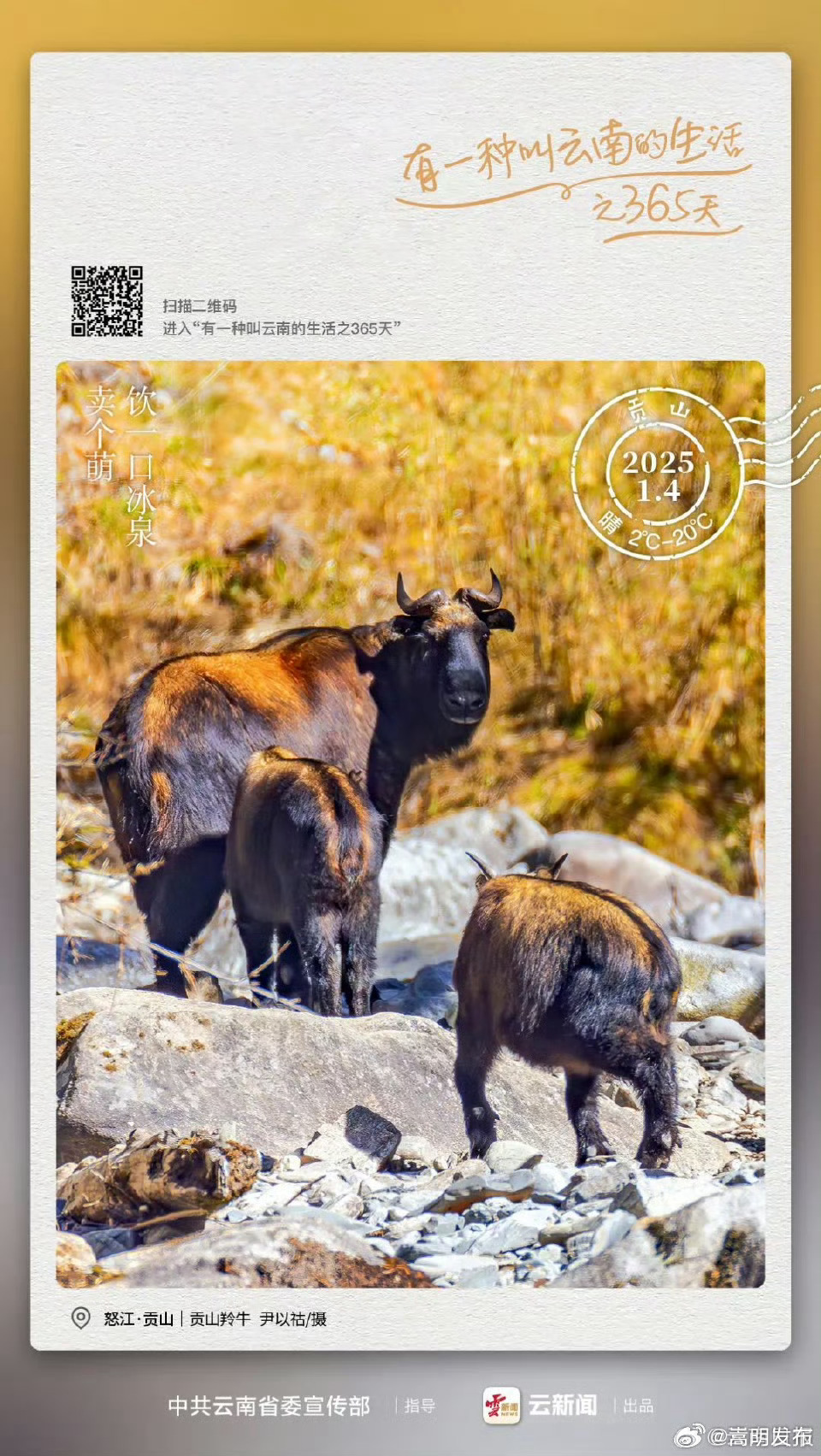 今日上新图片！谁还不是个宝宝｜有一种叫云南的生活之365天 