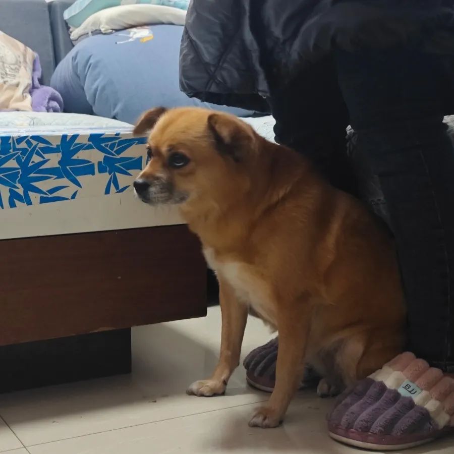 昆明安居集团