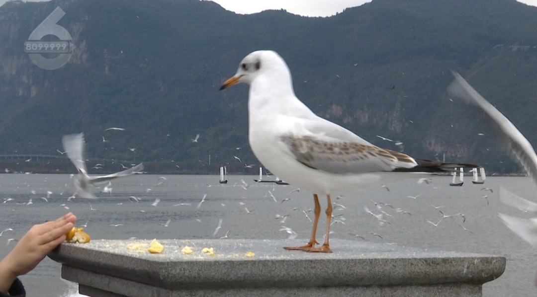 8099999街头巷尾微信