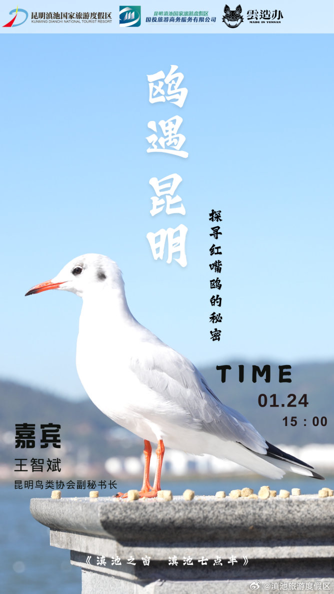 红嘴鸥晚上去哪儿？本周“滇池七点半”为你揭秘