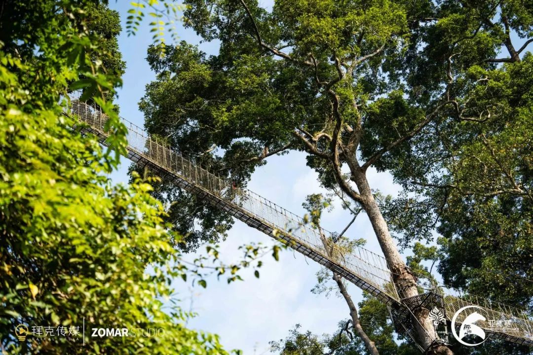 西双版纳望天树景区