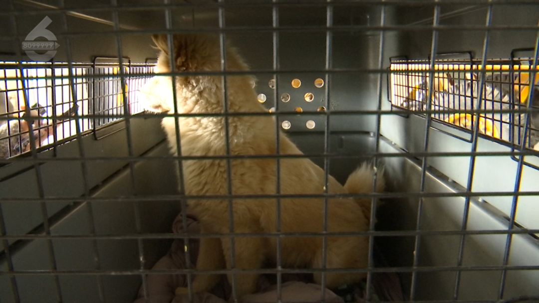 8099999街头巷尾微信