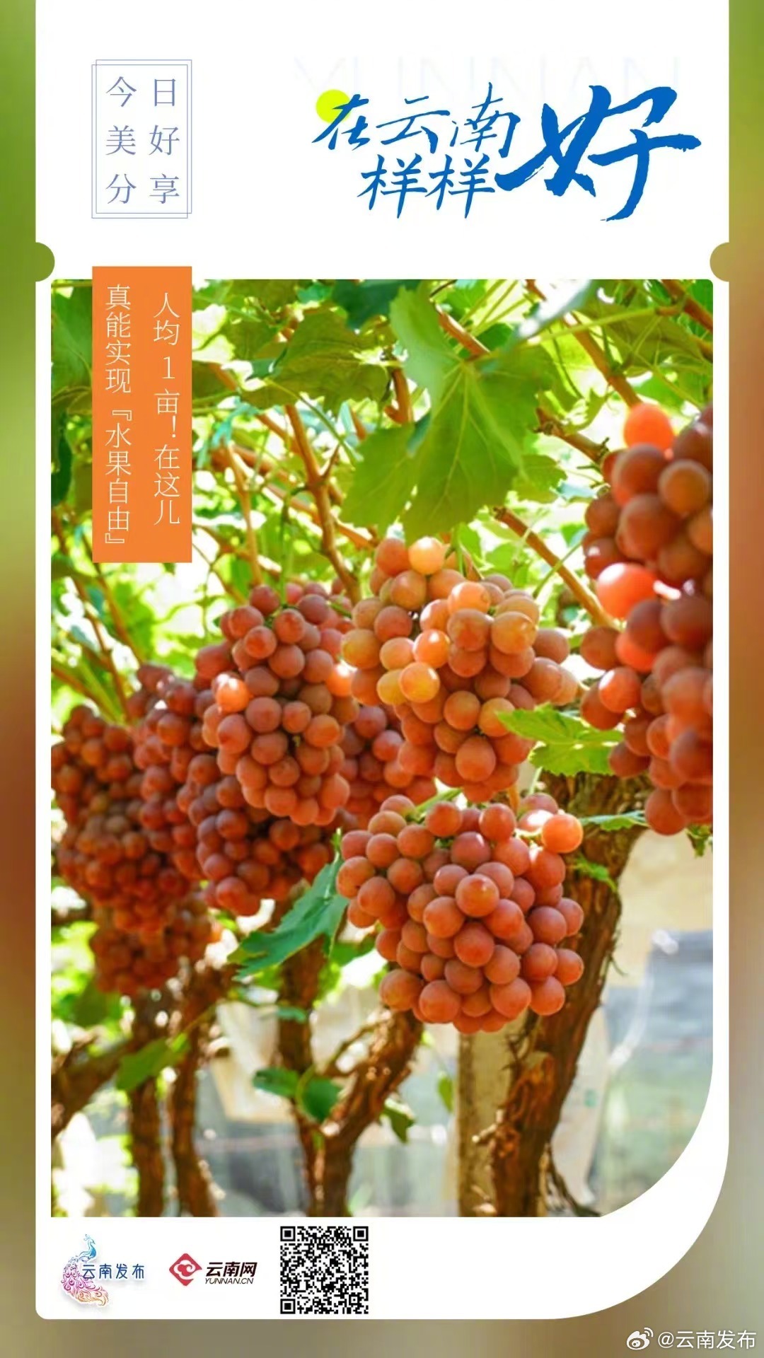 云南宾川的水果人均1亩
