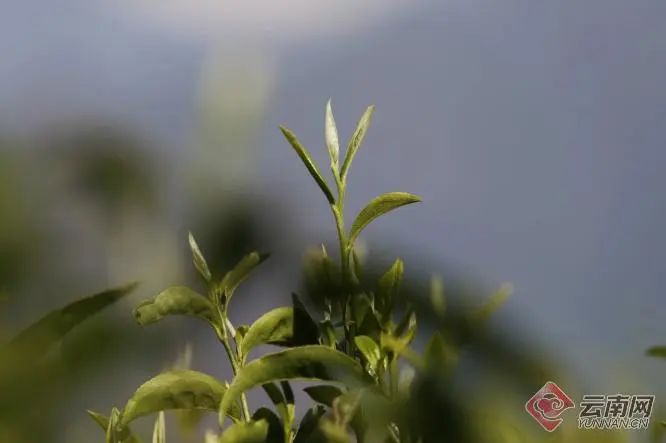 福贡先锋