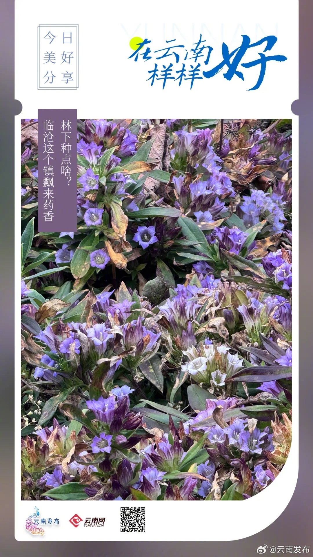 林下种点啥？临沧这个镇飘来药香