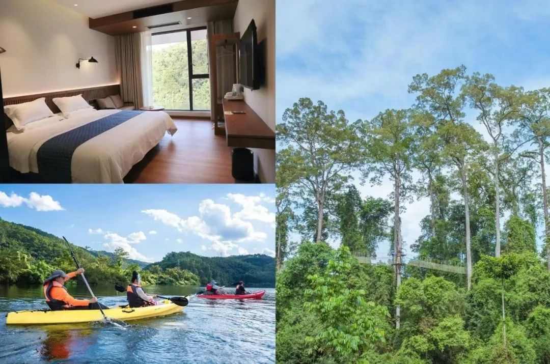 西双版纳望天树景区