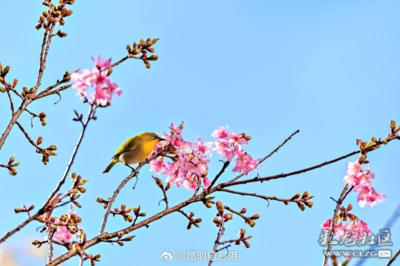 昆明信息港微博