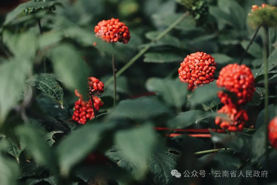 云南省人民政府