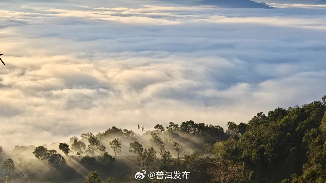 送你最新鲜的普洱，在2025年第一天！