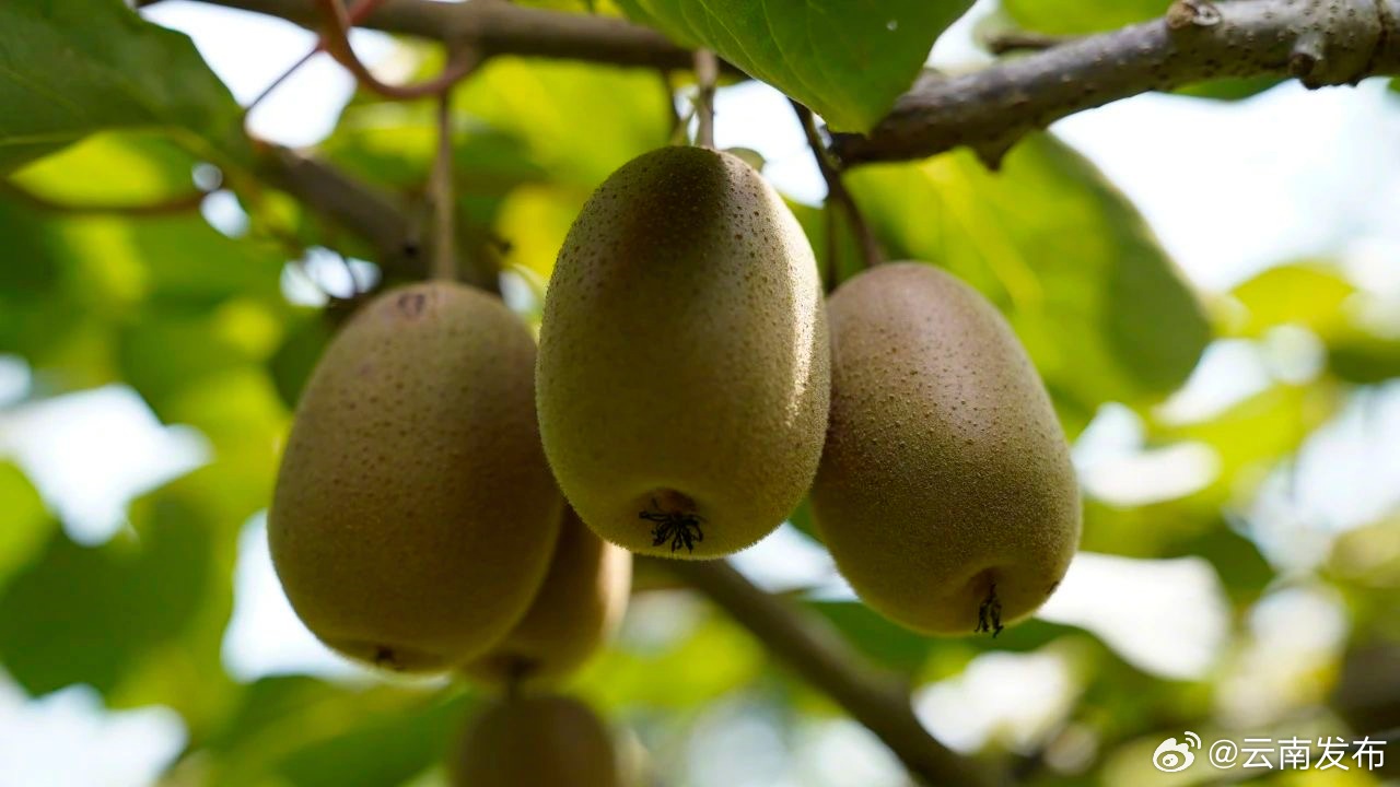 10吨！文山州西畴猕猴桃走出国门，实现出口零的突破