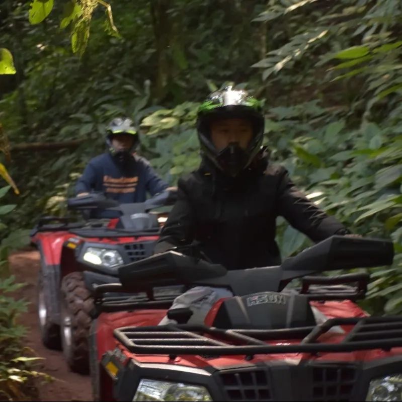 西双版纳望天树景区