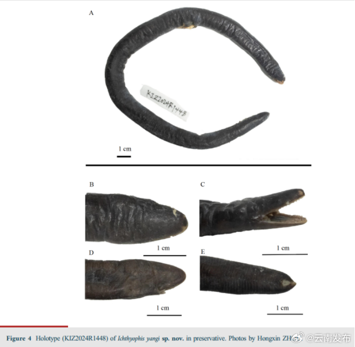 红河鱼螈现身云南，我国有了第二个无足目