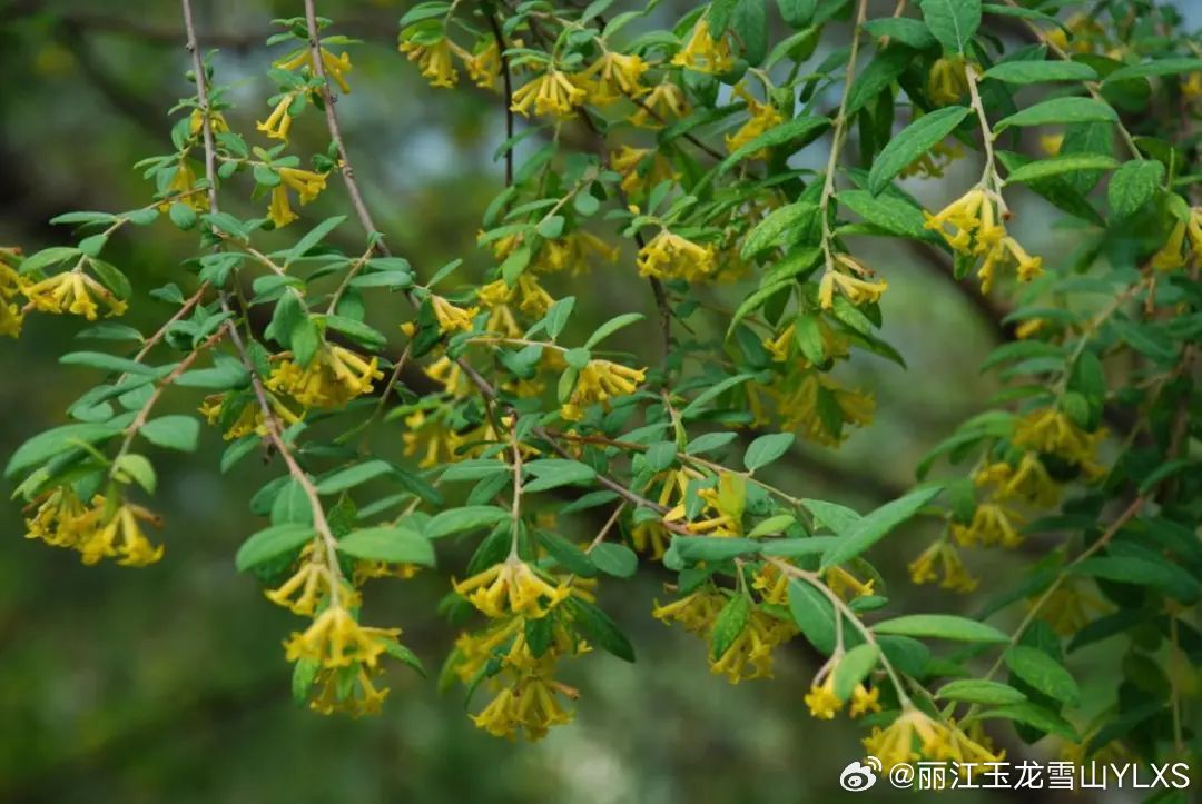 玉龙雪山观赏植物——丽江荛花