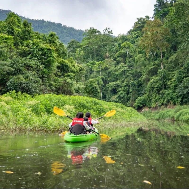 西双版纳望天树景区