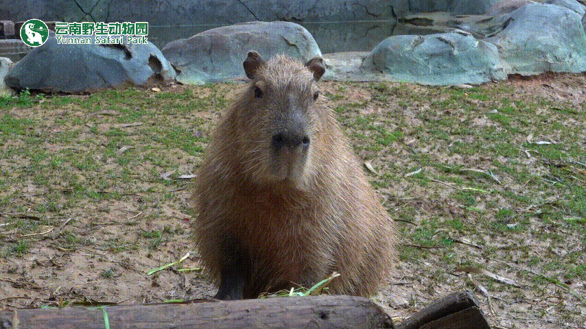 云南野生动物园