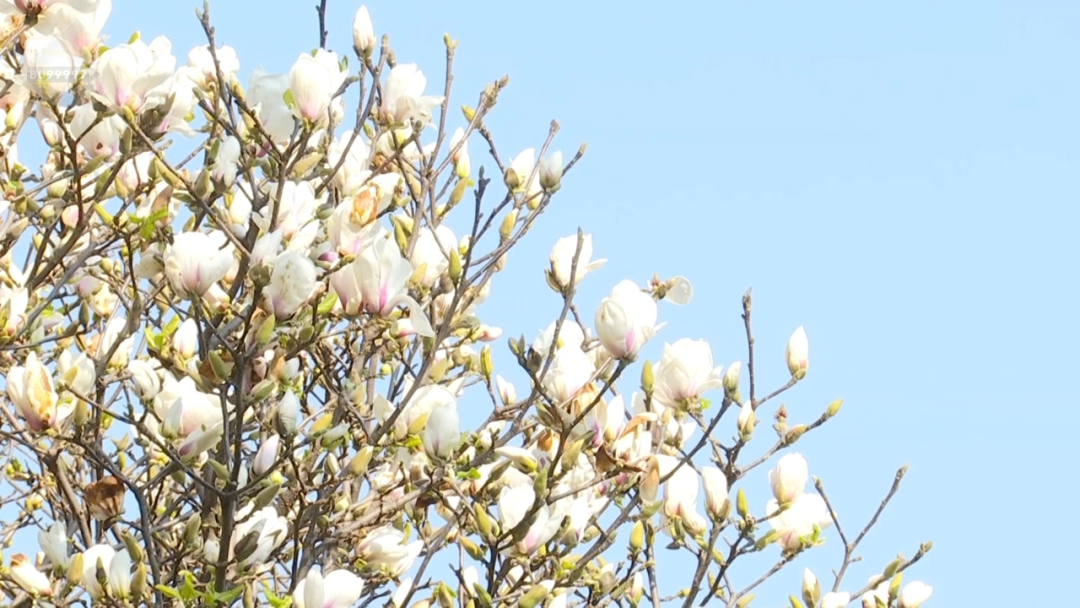 昆明公共文化云