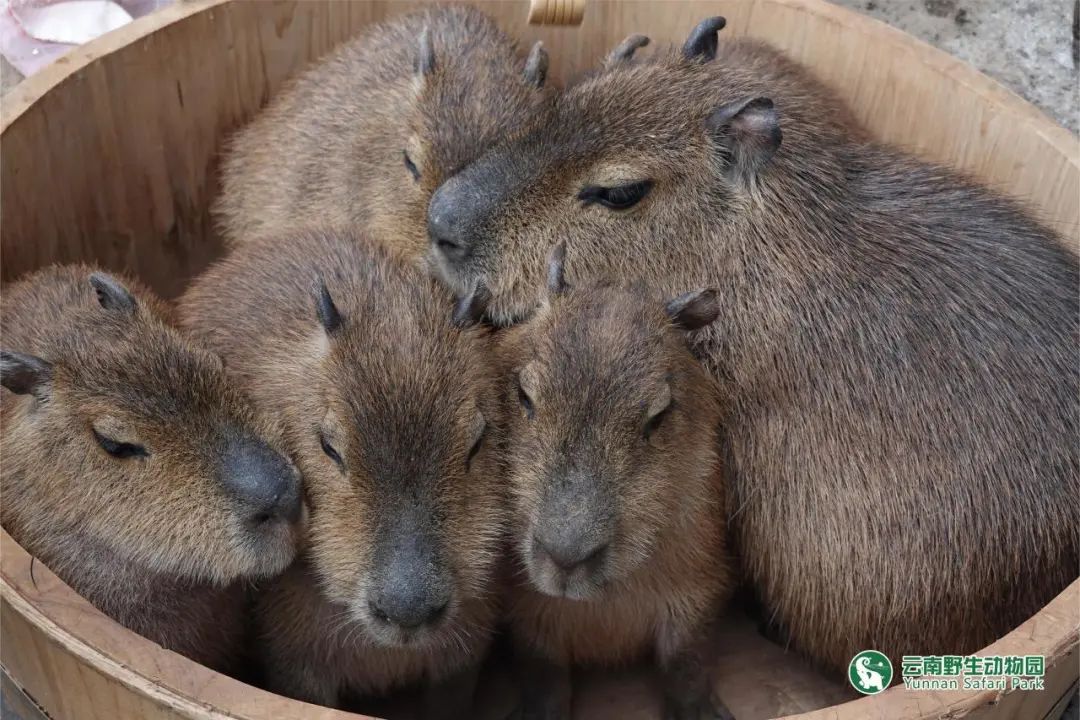 云南野生动物园