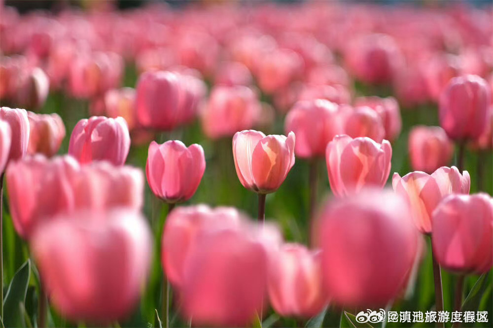 滇池旅游度假区