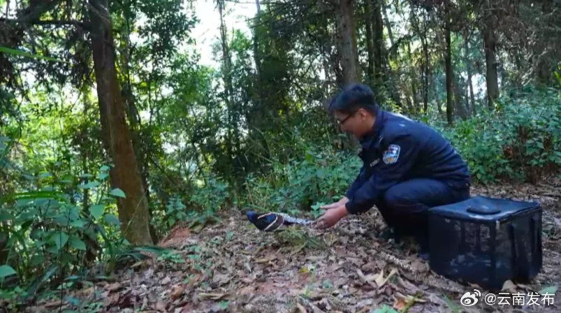 保山龙陵民警成功救助一只黑颈长尾雉