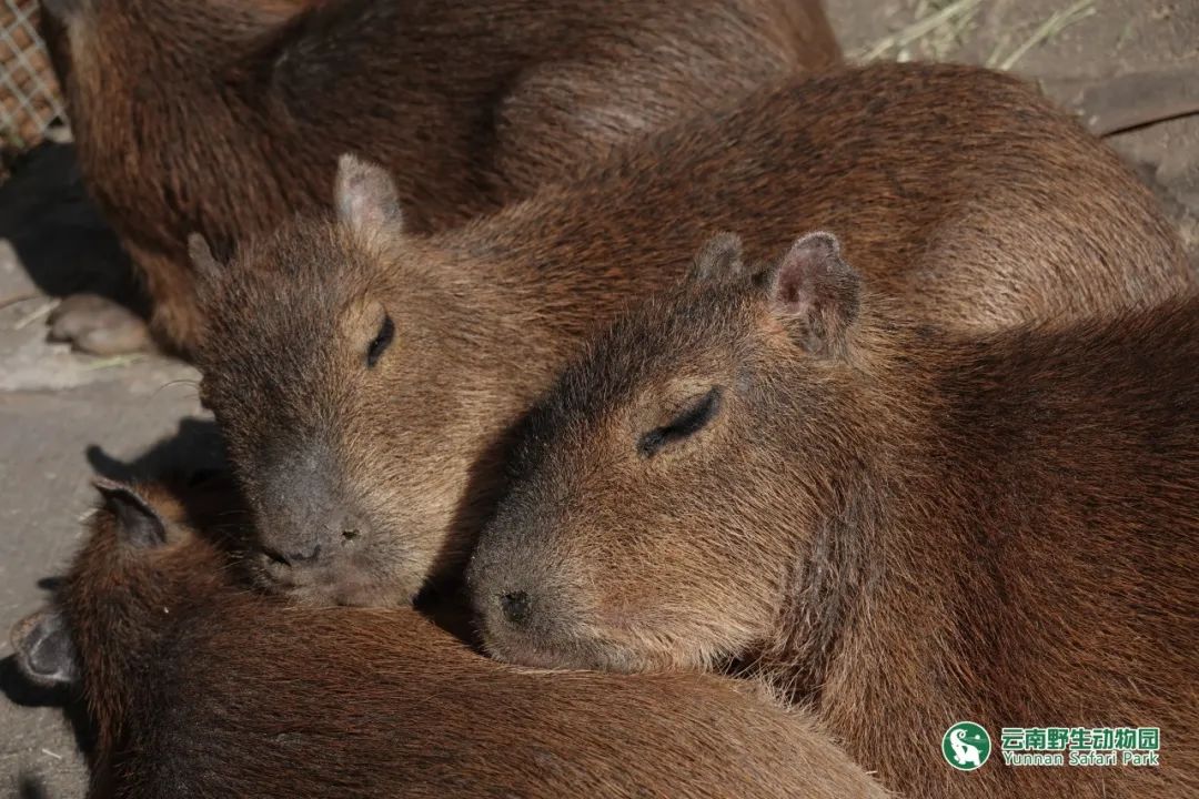 云南野生动物园