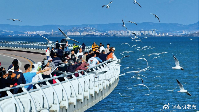 观云台 | 昆明的红嘴鸥为何集体“早退”？