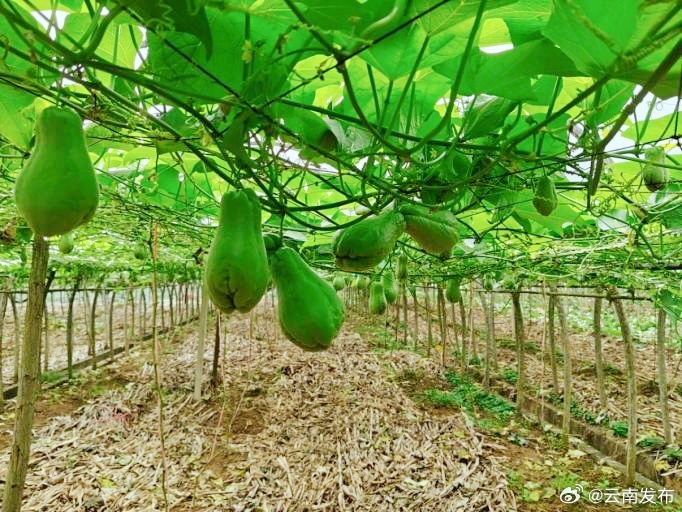 云南佛手瓜卖到海外了