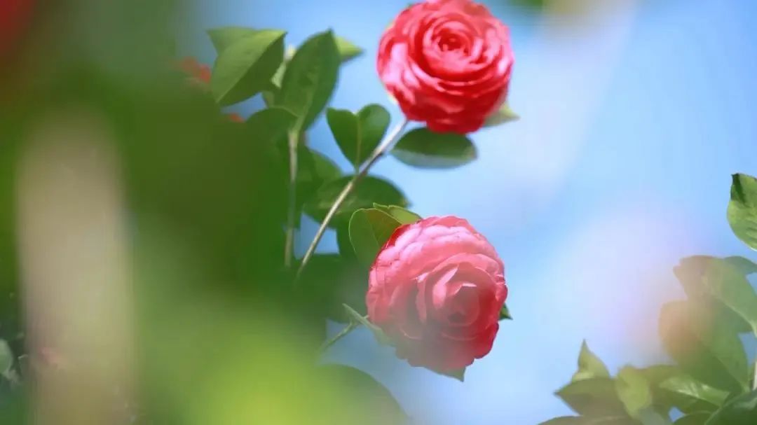 昆明公共文化云