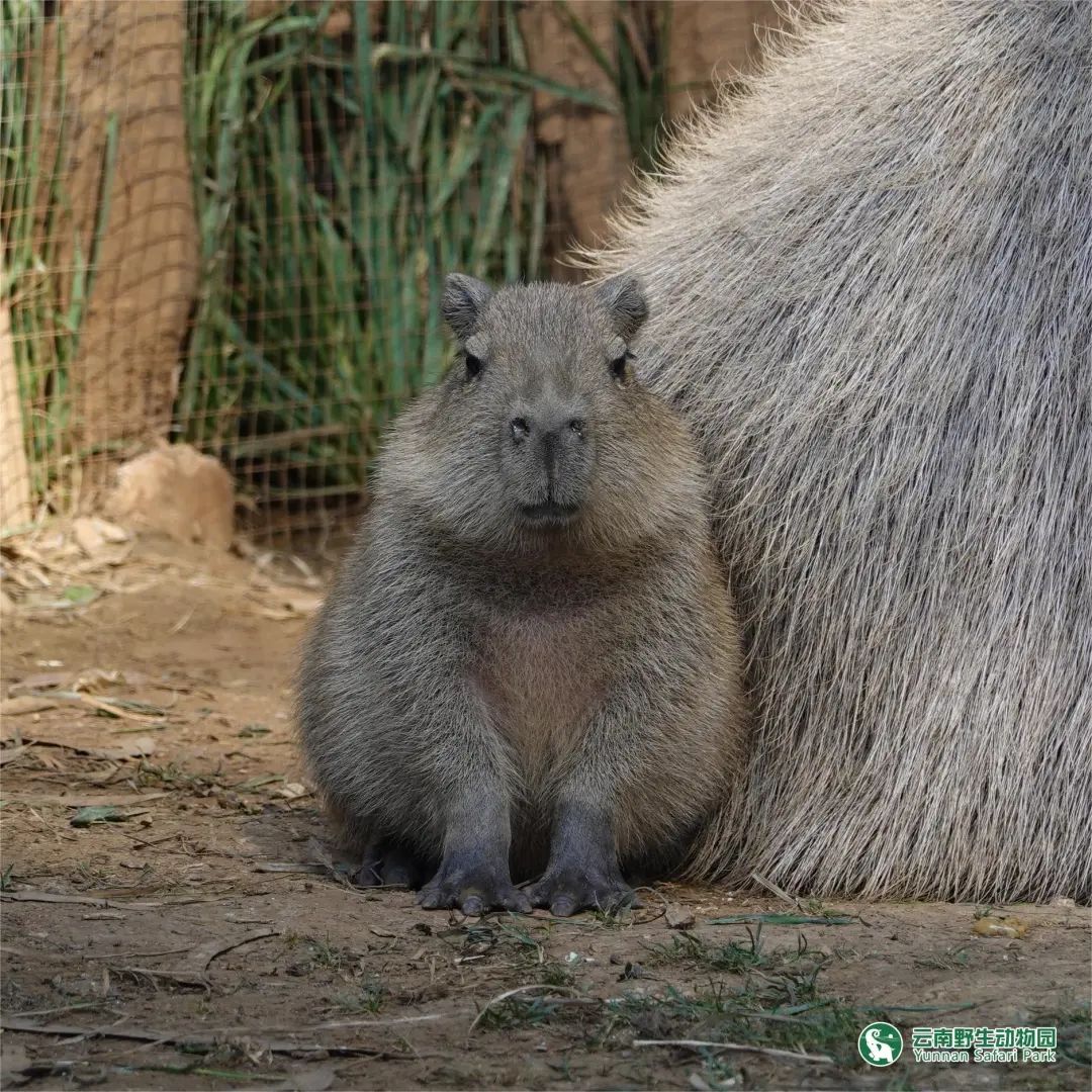 云南野生动物园