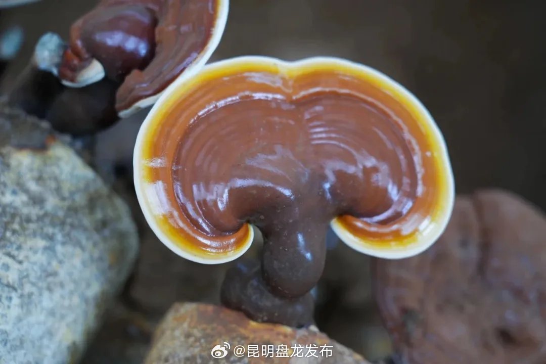 药食同源丨省农科院嵩明基地：灵芝新种，产业新引擎