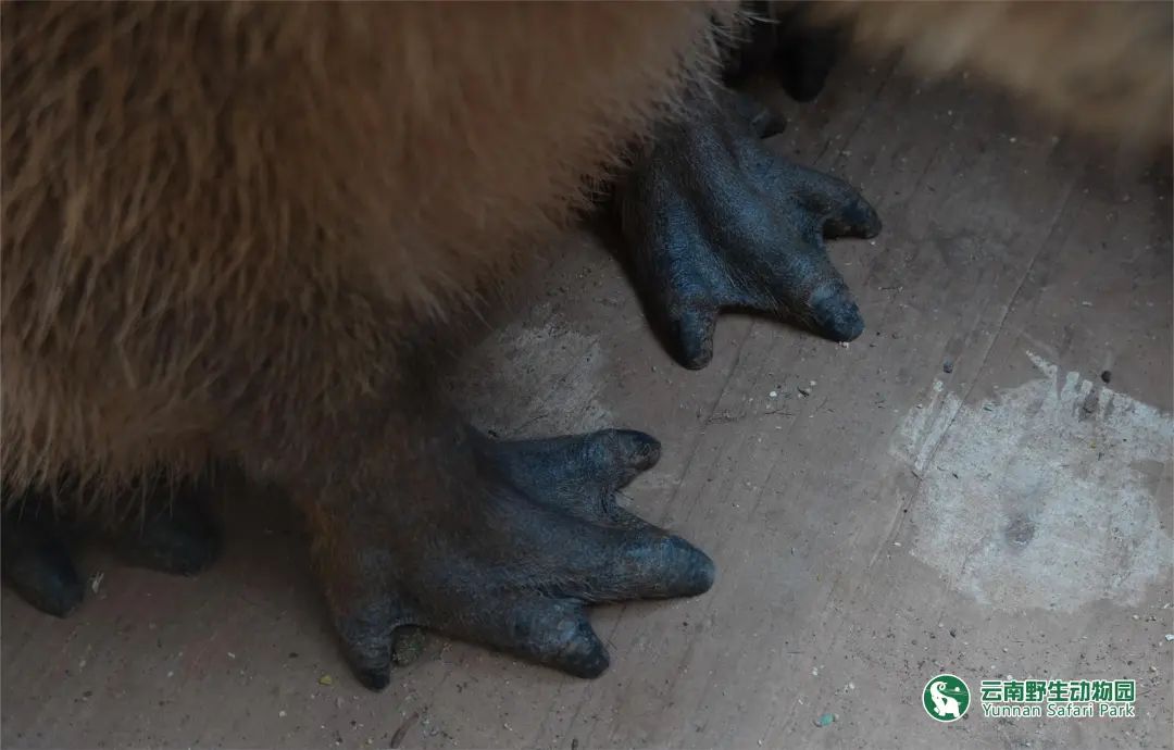 云南野生动物园