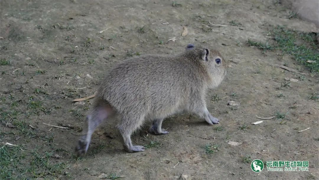 云南野生动物园