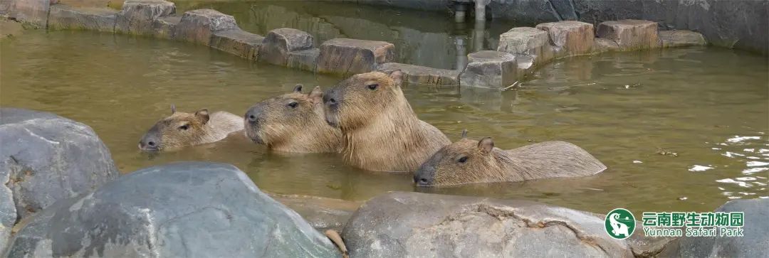 云南野生动物园