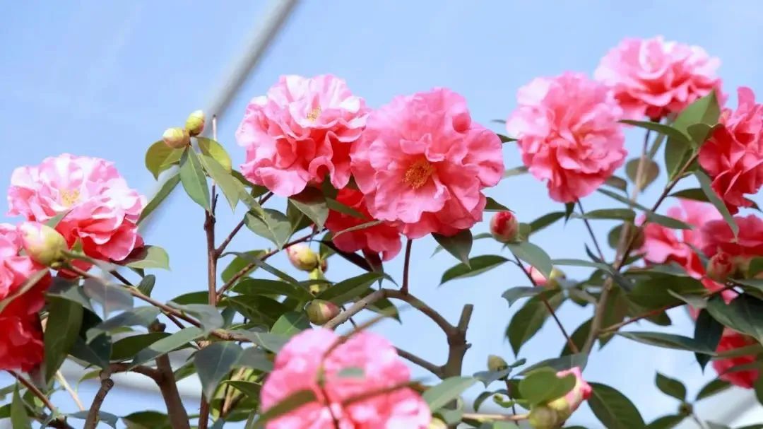 昆明公共文化云