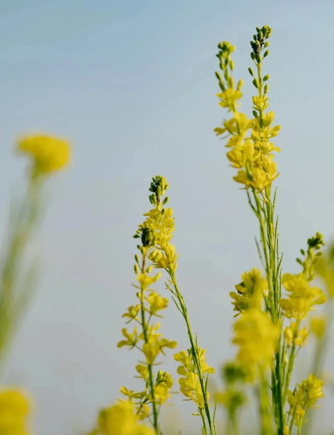 昆明公共文化云