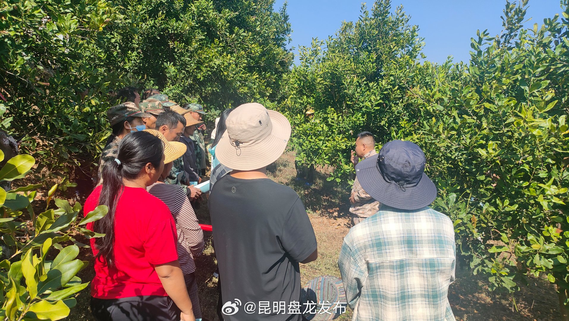 幸福镇：“送技到田”助力坚果产业提质增效