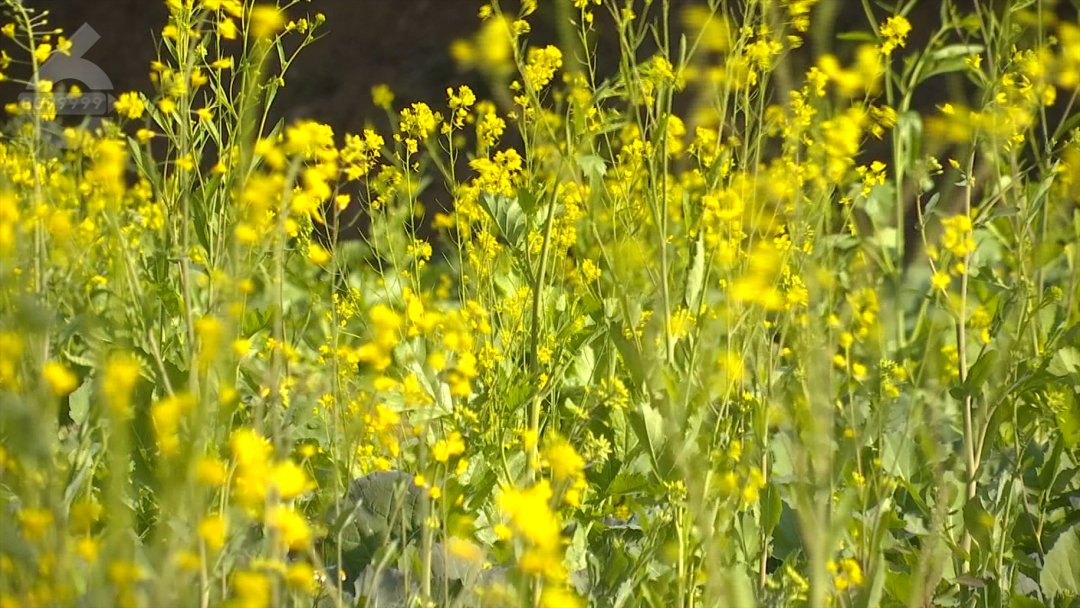 8099999街头巷尾微信