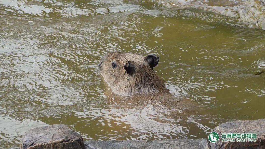 云南野生动物园